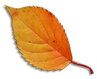 leaf_06.png