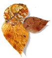 leaf_06_03.png